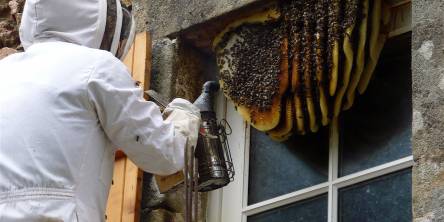 Bee Removal